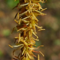 Calamus thwaitesii Becc.